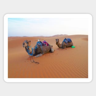 Saharan camels, nature travel photography Sticker